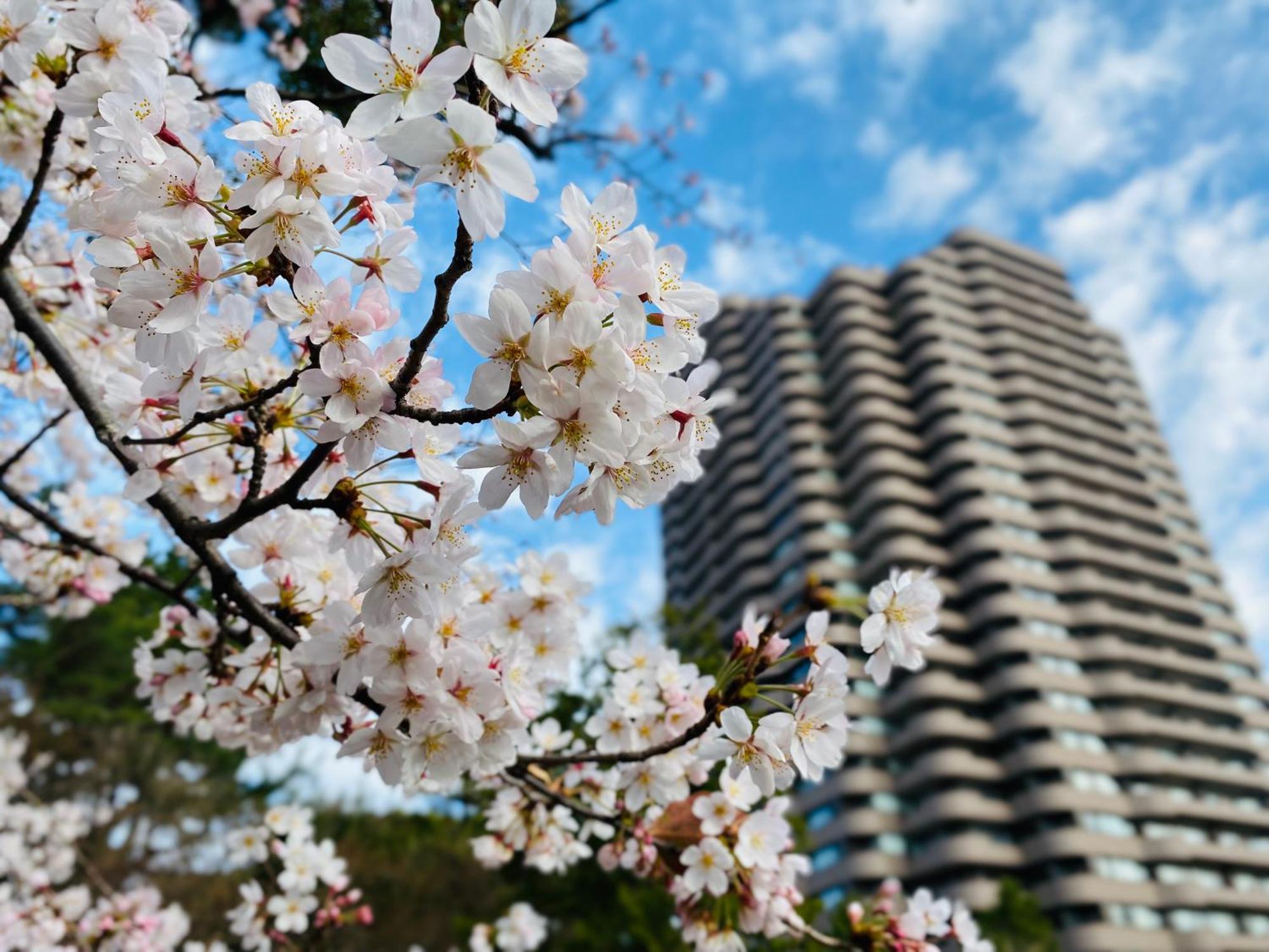 Tokyo Marriott Hotel